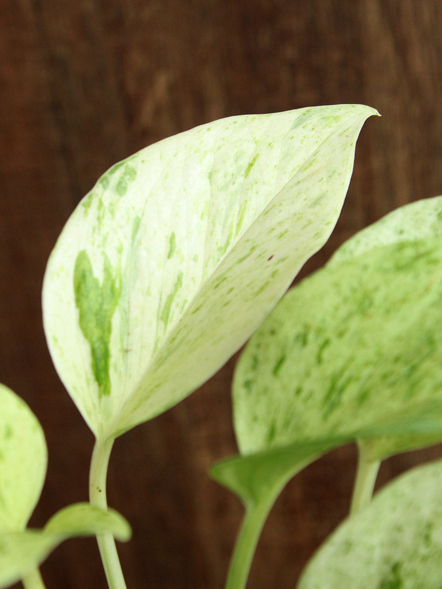 Money Plant Marble (Small)