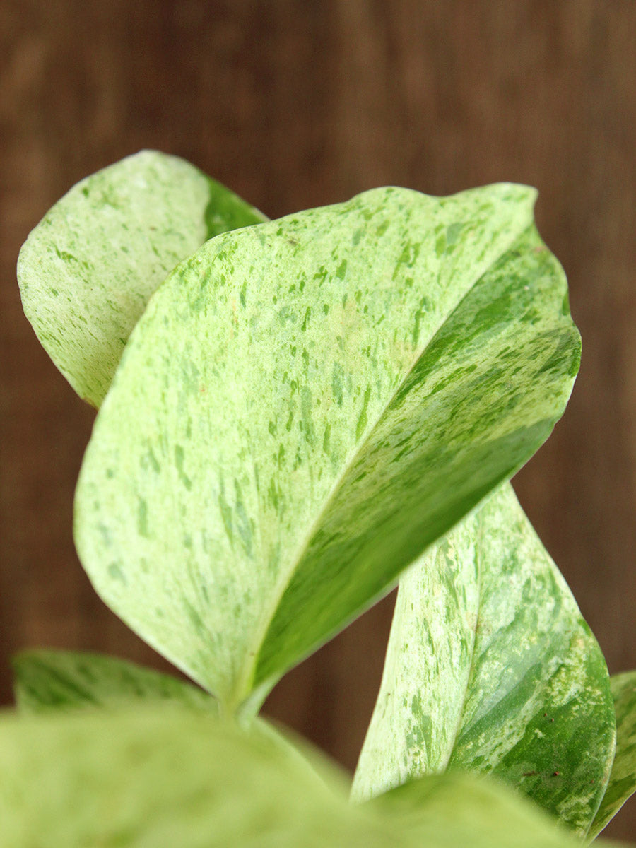 Money Plant Marble (Small)