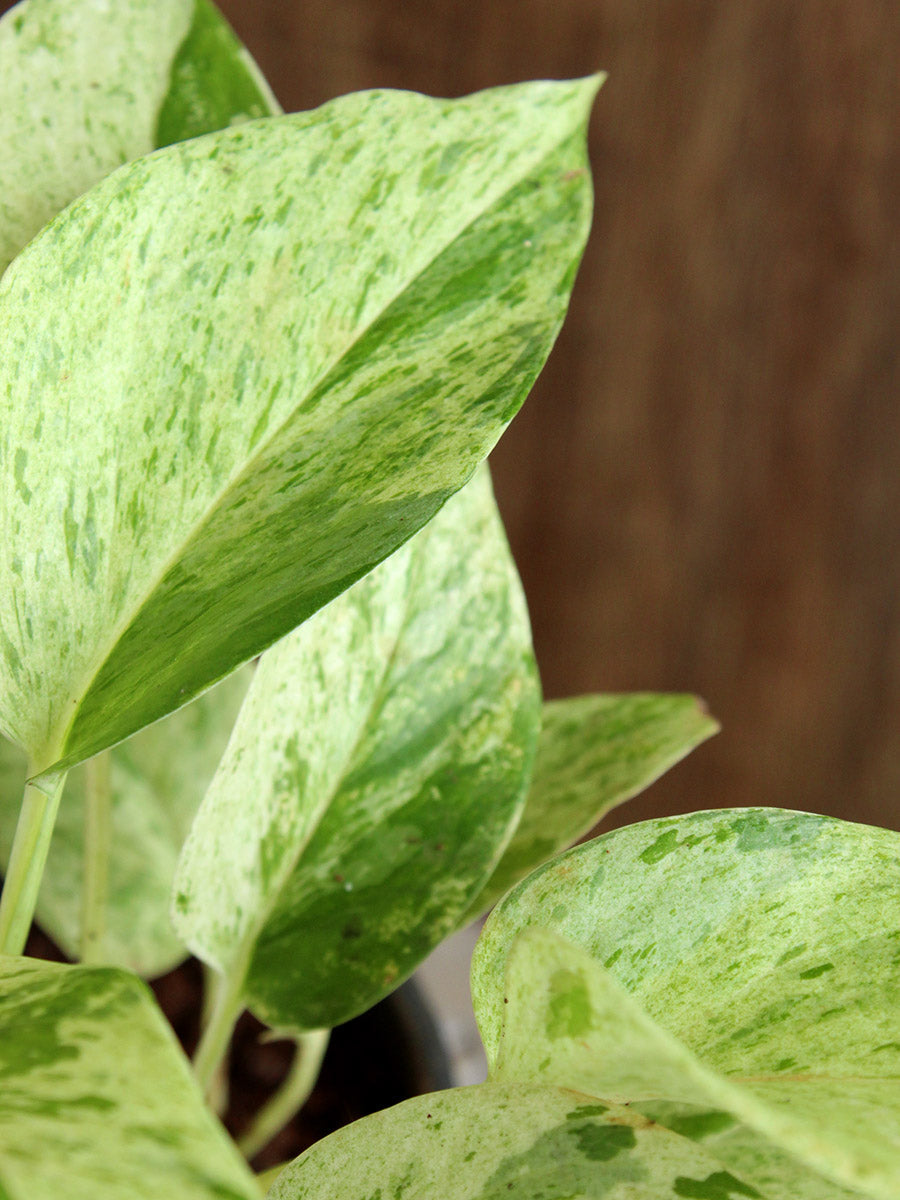 Trailing Variegated Love