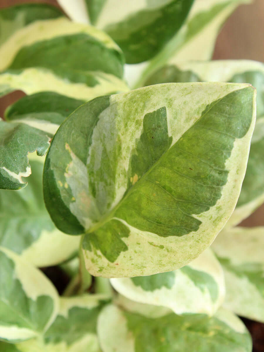 The Ultimate Money Plant Combo