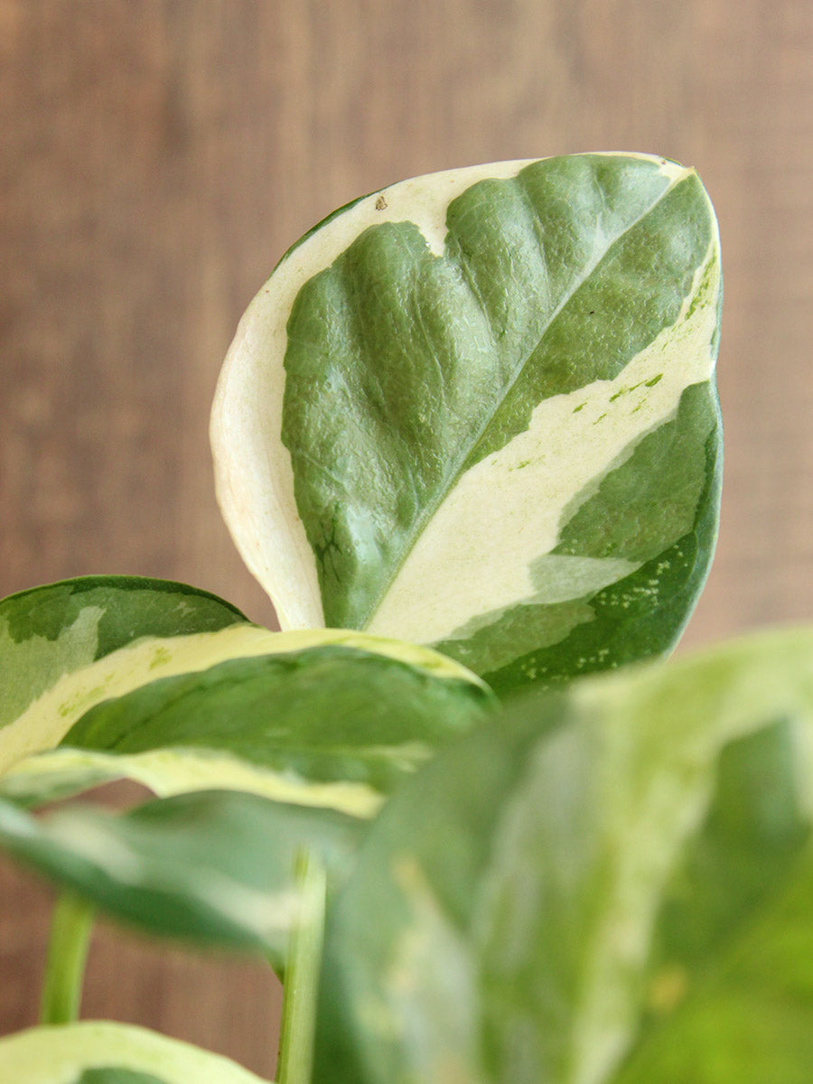 Money Plant N'Joy (Medium)