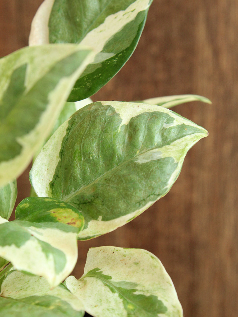 Money Plant N'Joy (Medium)