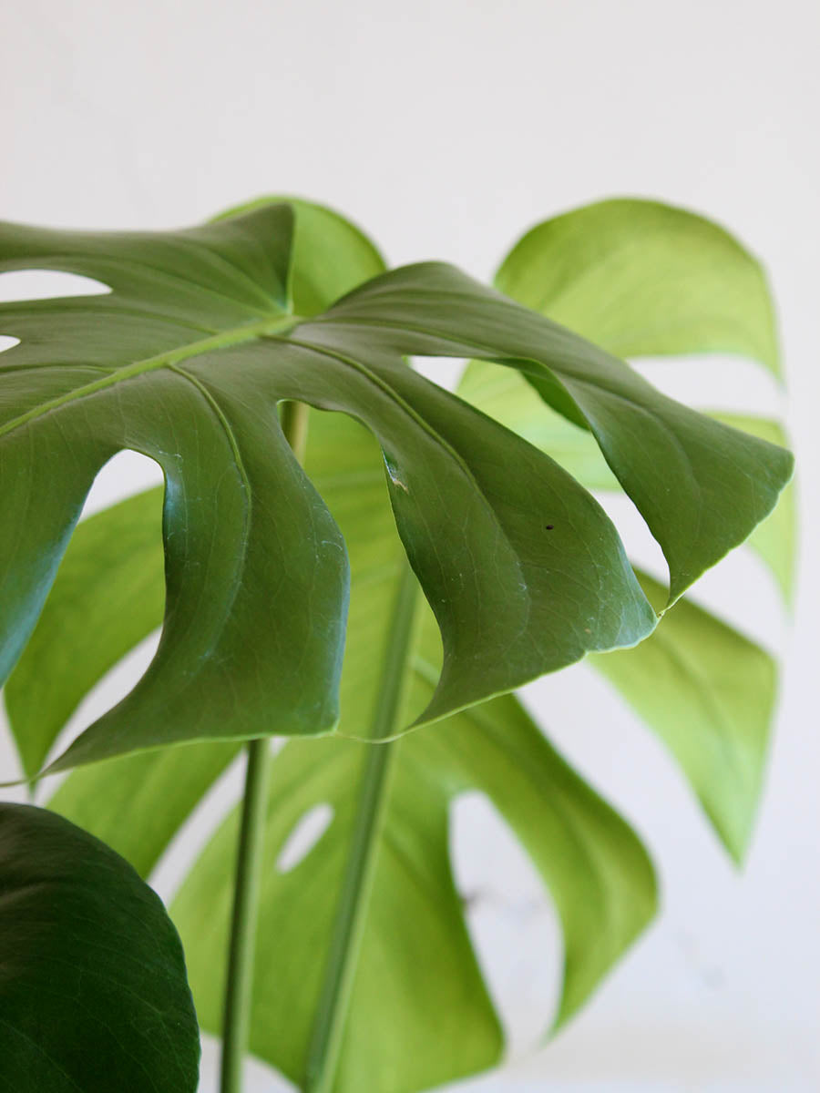 Monstera Deliciosa (X-Large)
