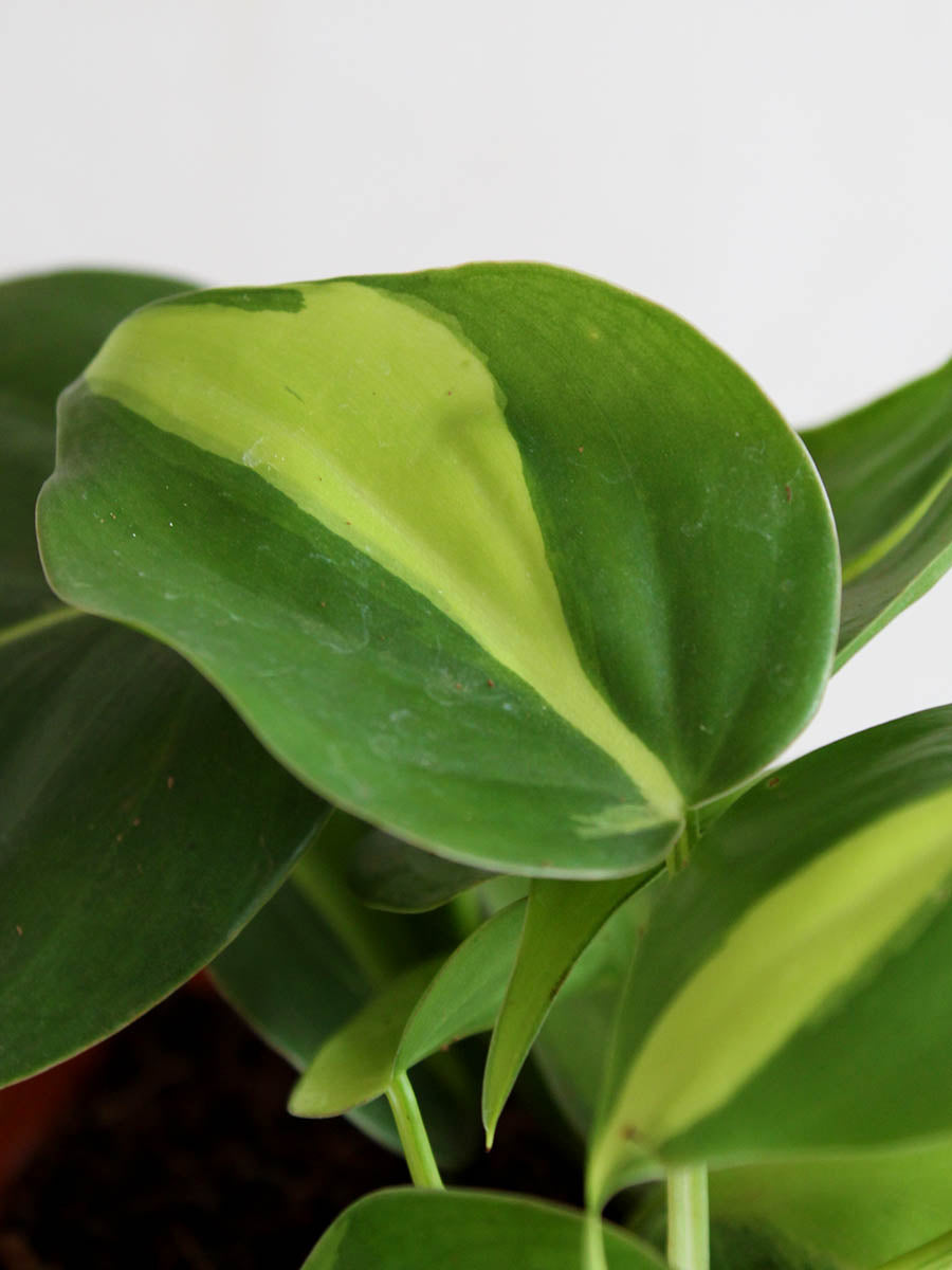 Oxycardium Brasil (Small)