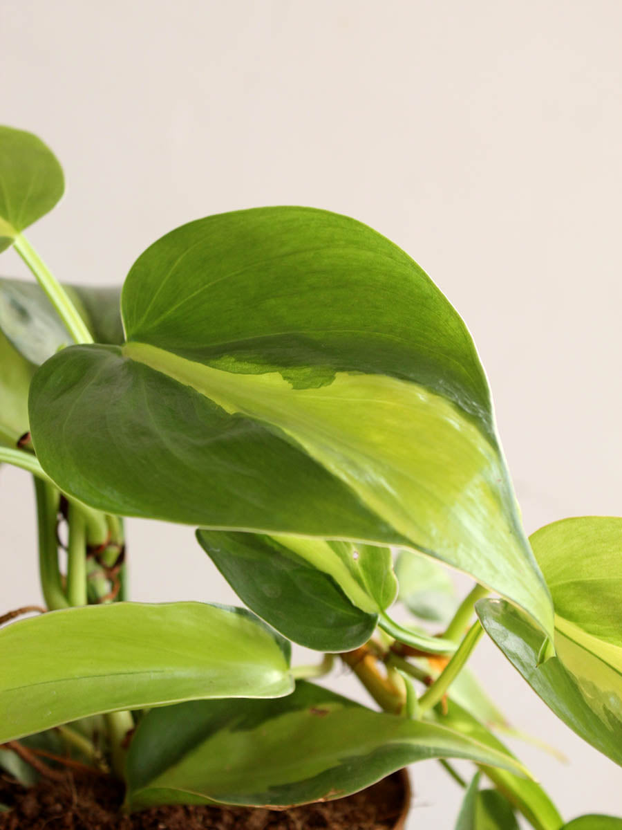 Oxycardium Brasil (Small)