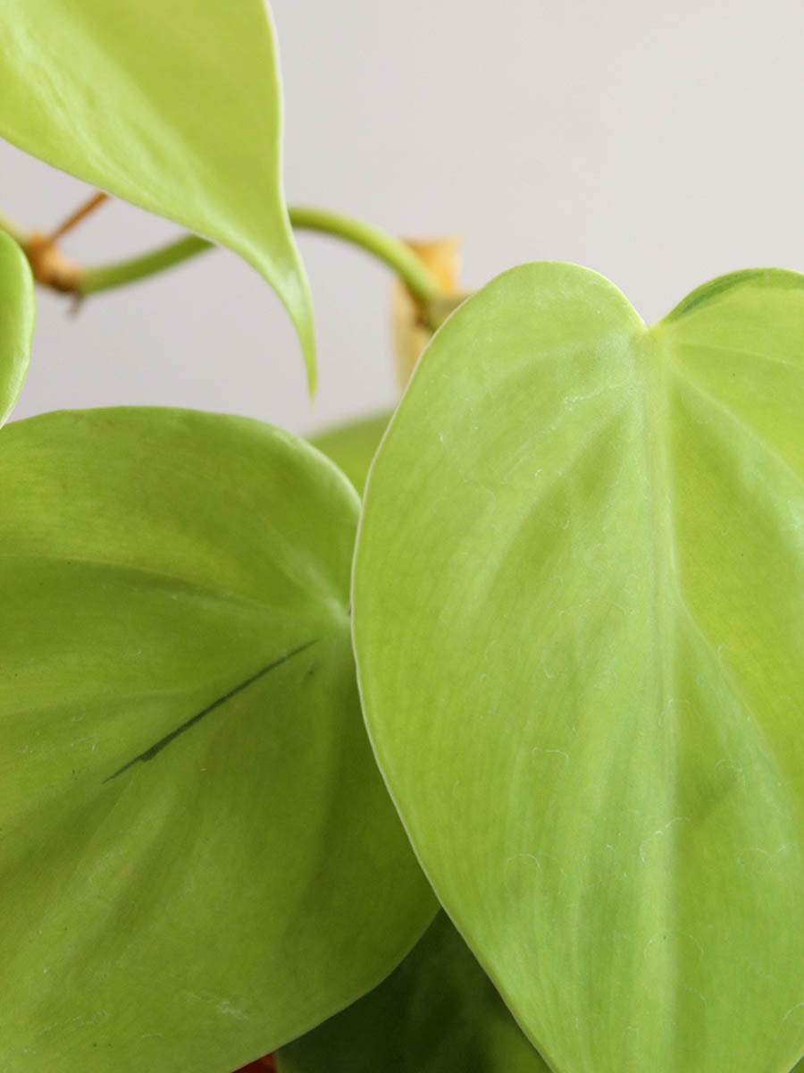 Oxycardium Golden (Medium)