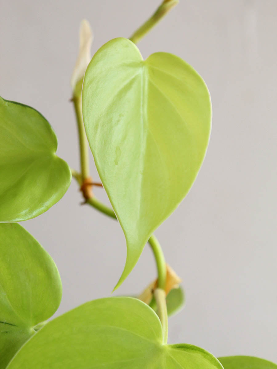 Oxycardium Golden (Medium)