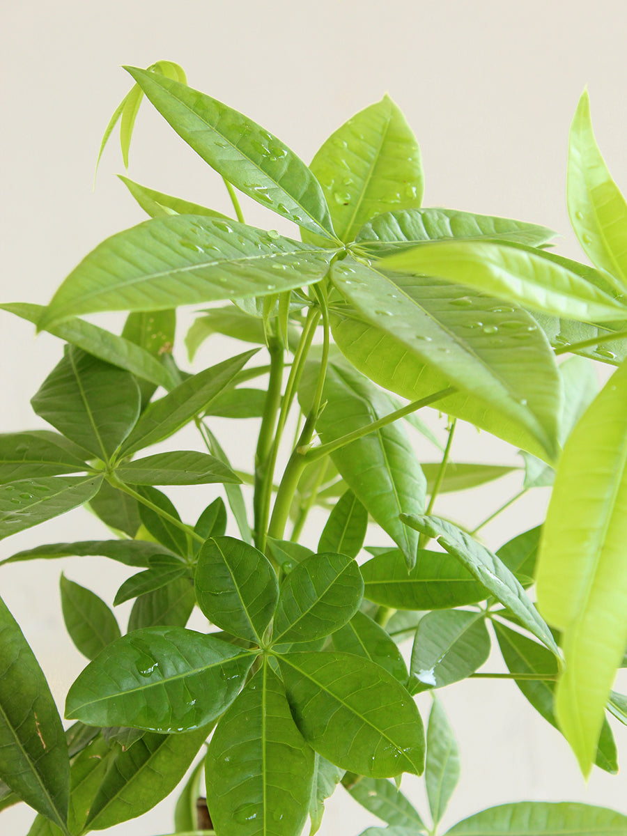 Pachira Money Tree (X-Large)