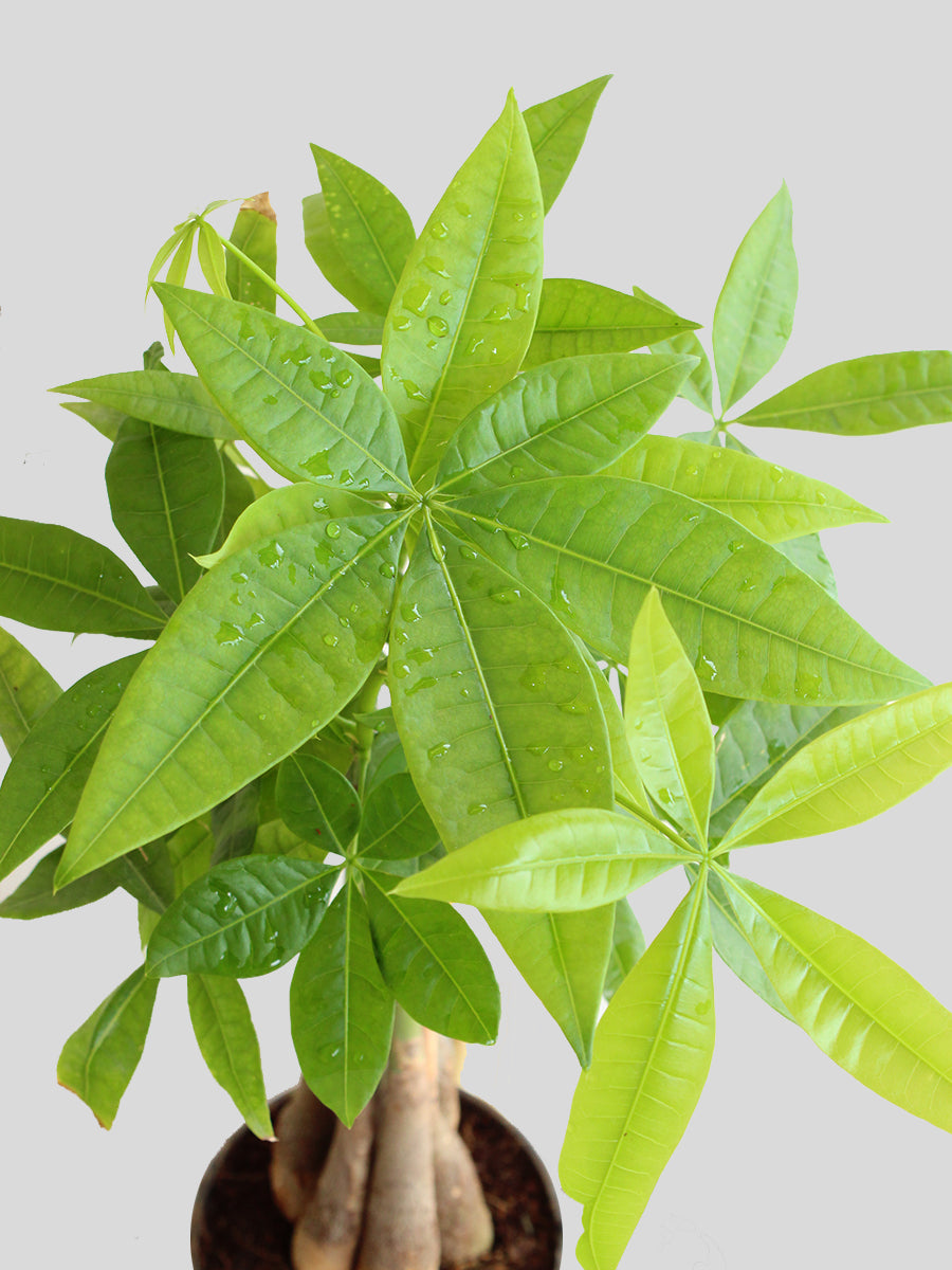 Pachira Money Tree (X-Large)