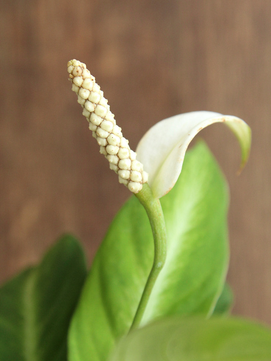 Peace Lily White Stripe (Small)