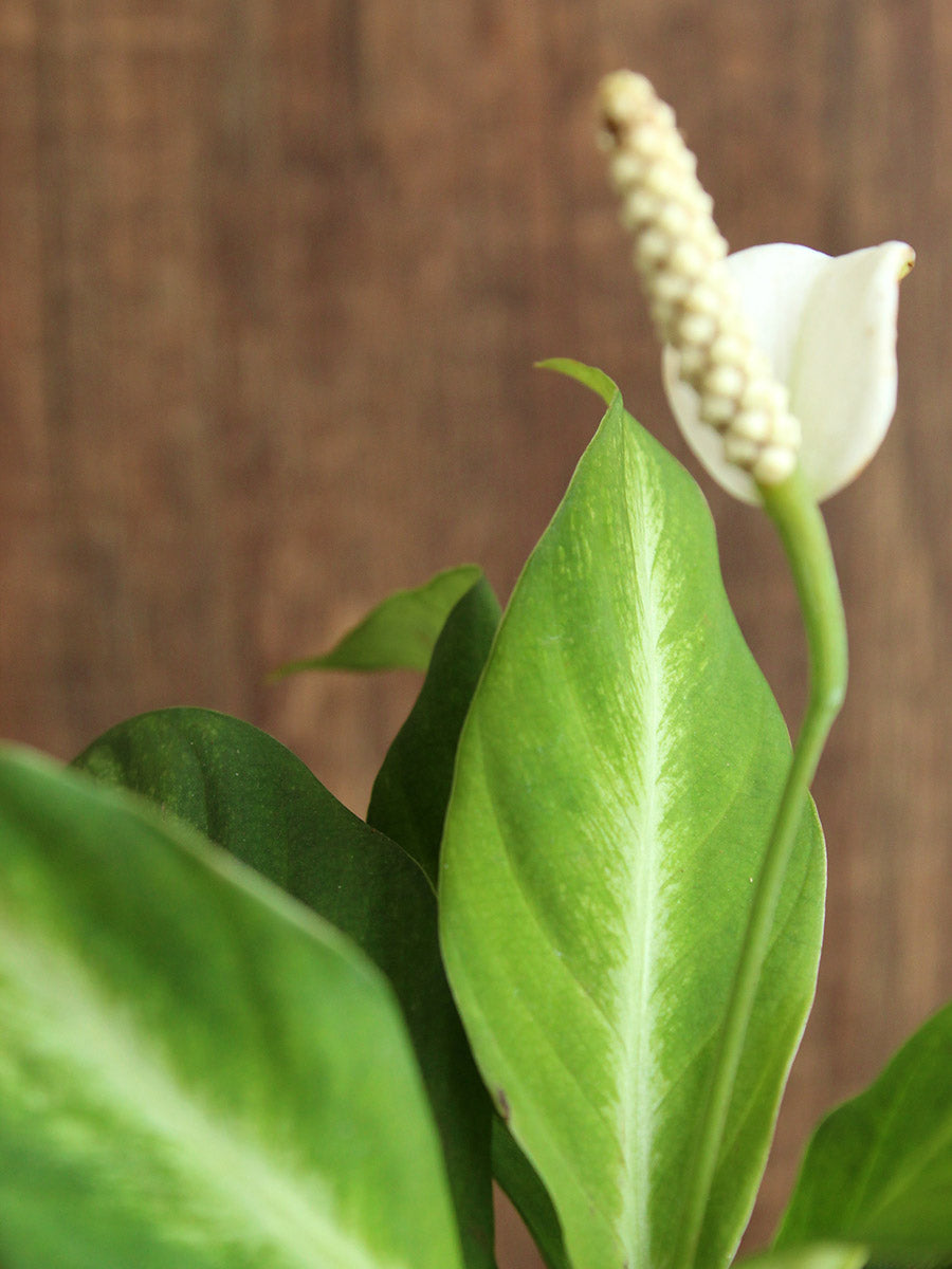 Peace Lily White Stripe (Small)