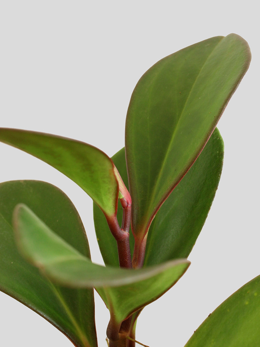 Baby Rubber Red Edge (Small)