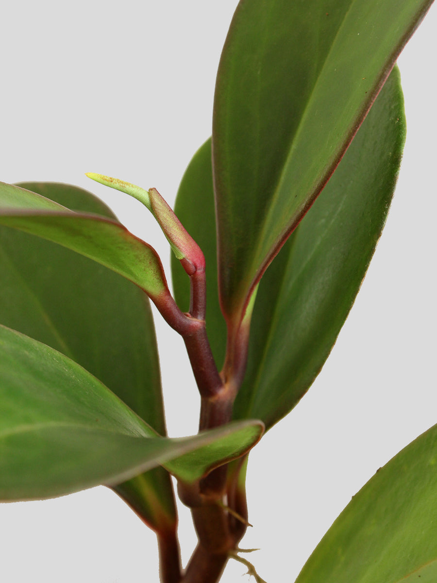 Baby Rubber Red Edge (Small)