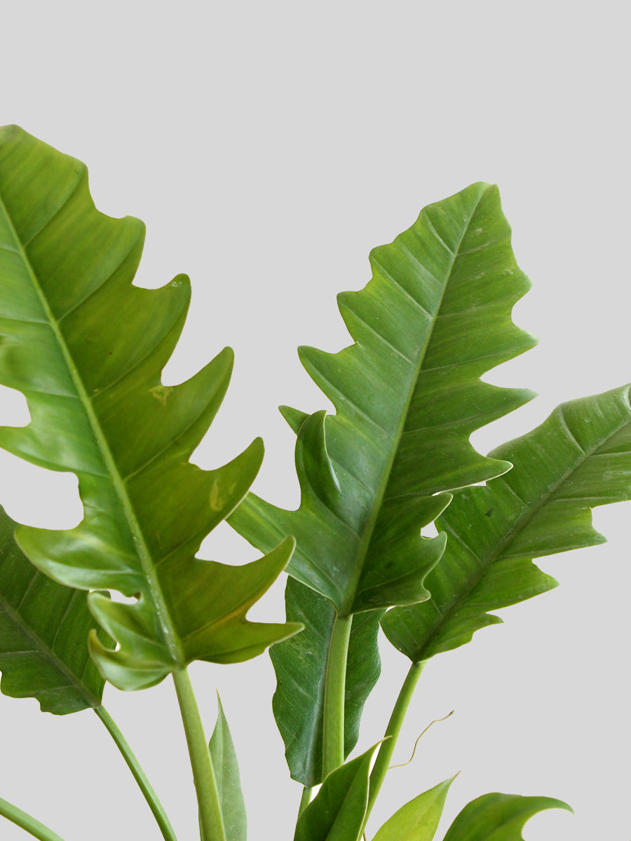 Philodendron Narrow Escape (Large)