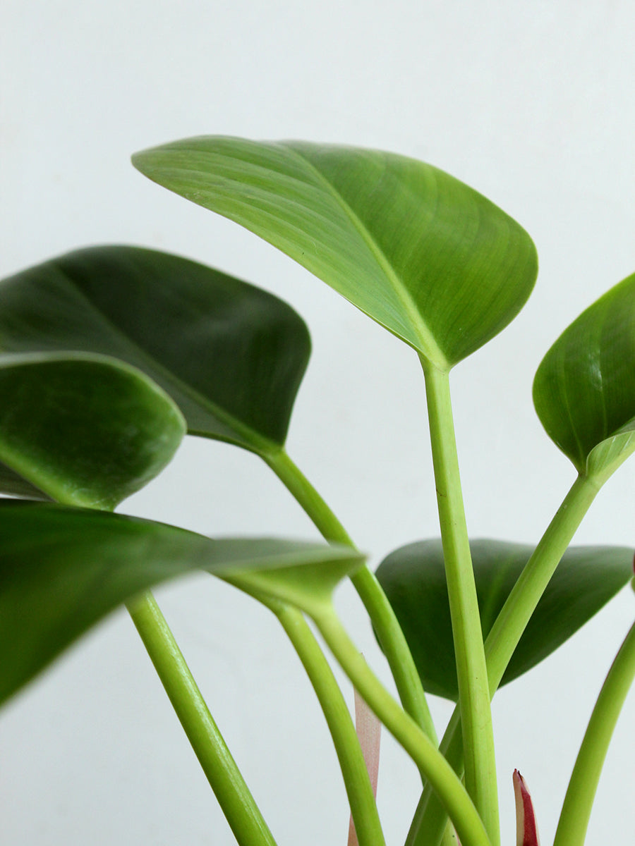 Philodendron Millions (Large)