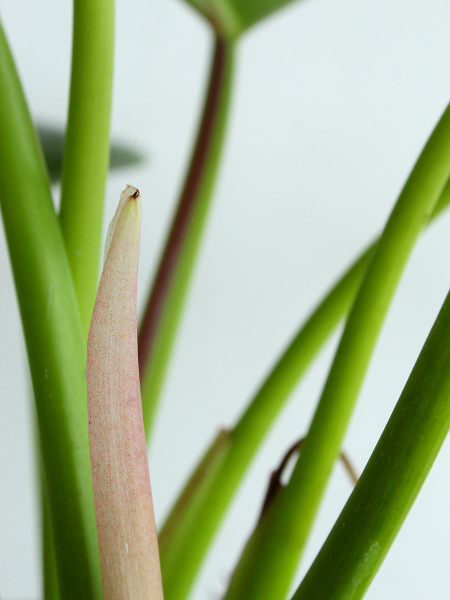 Philodendron Millions (Large)