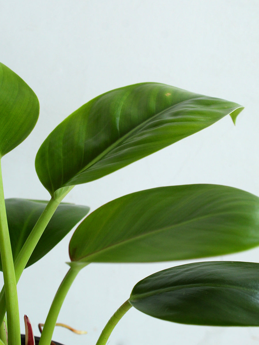 Philodendron Millions (Medium)