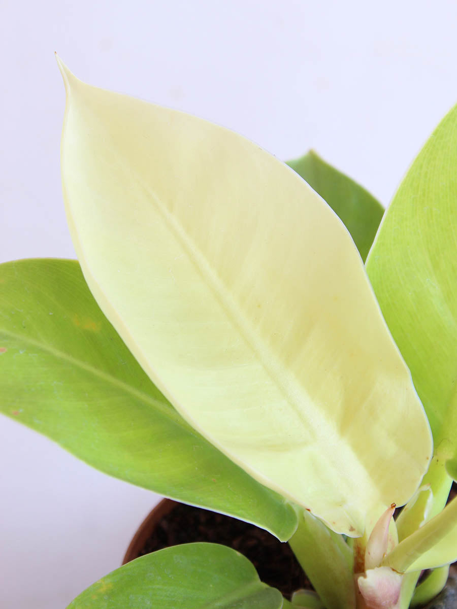 Philodendron Moonshine (Medium)