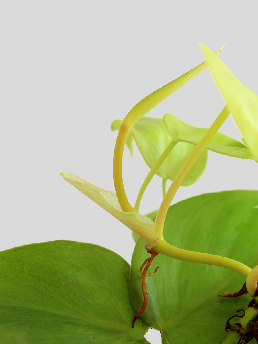 Philodendron Oxycardium Golden (Small)