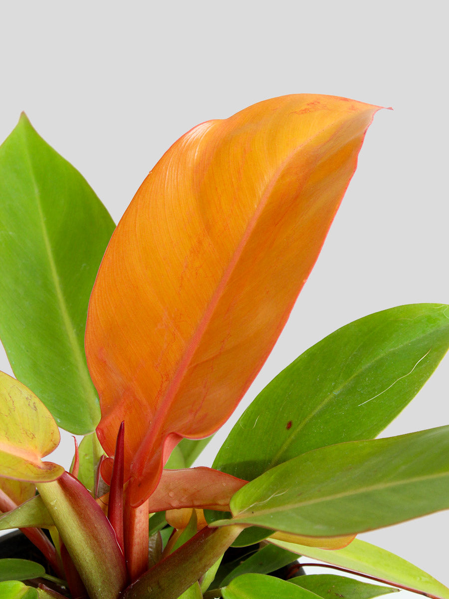 Philodendron Prince Of Orange (Medium)