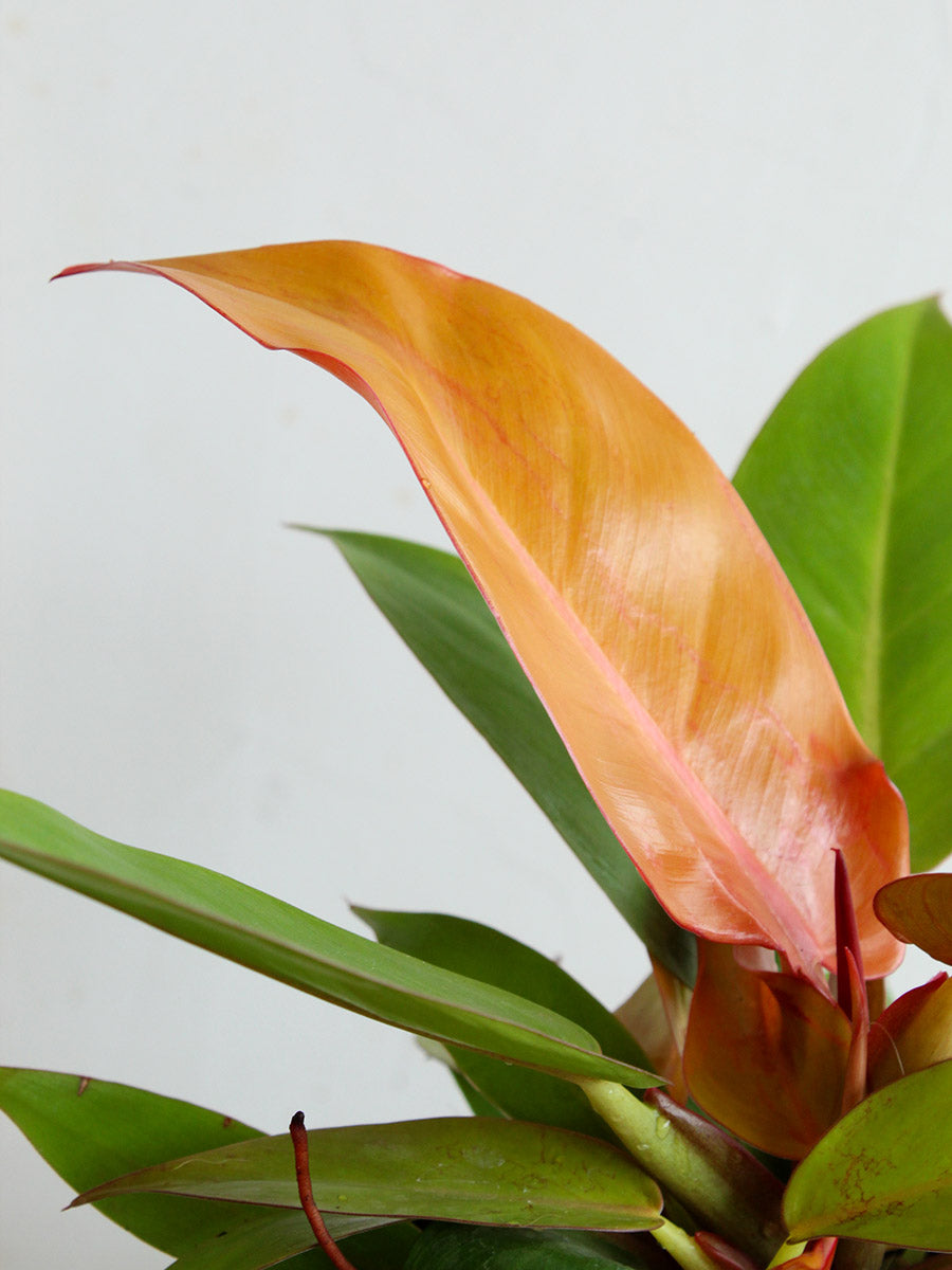 Philodendron Prince Of Orange (Medium)
