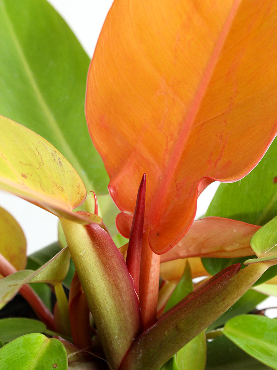 Philodendron Prince Of Orange (Large)