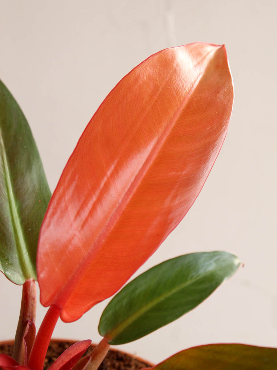 Philodendron Red King (Medium)