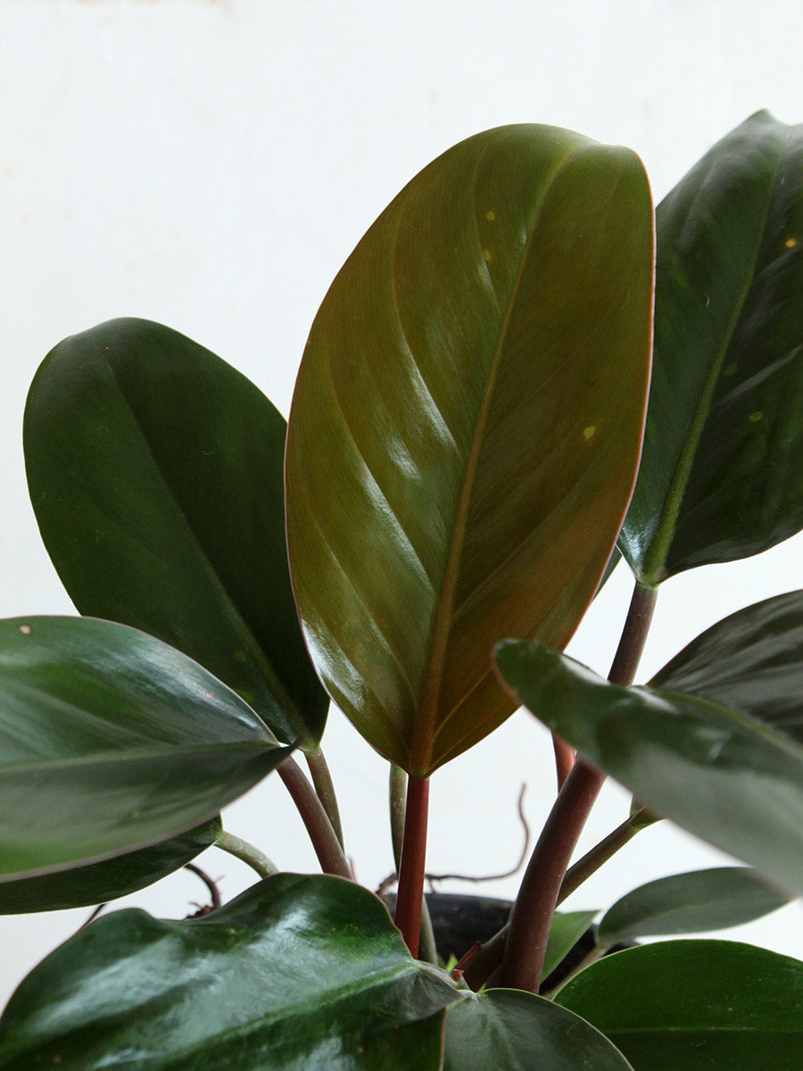 Philodendron Rojo Congo (Medium)
