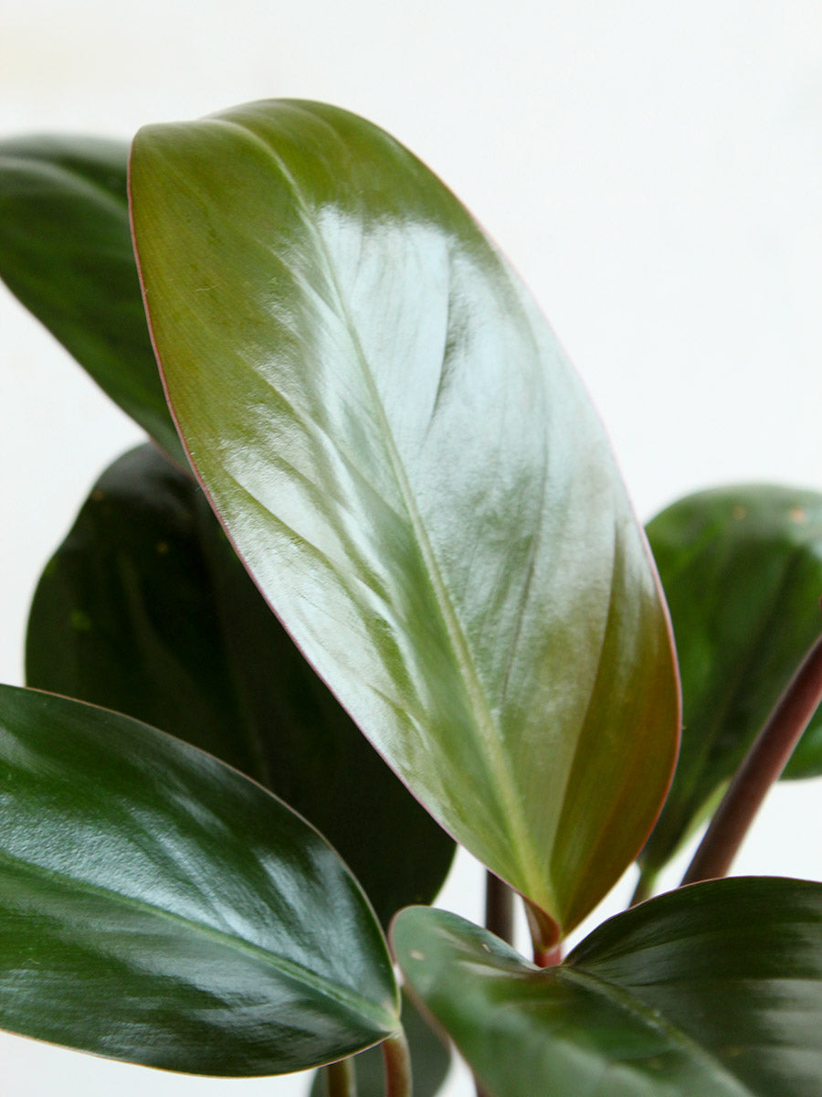 Philodendron Rojo Congo (Medium)