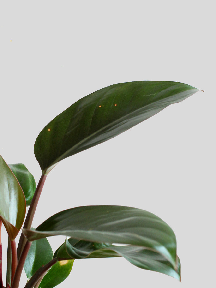 Philodendron Rojo Congo (Medium)