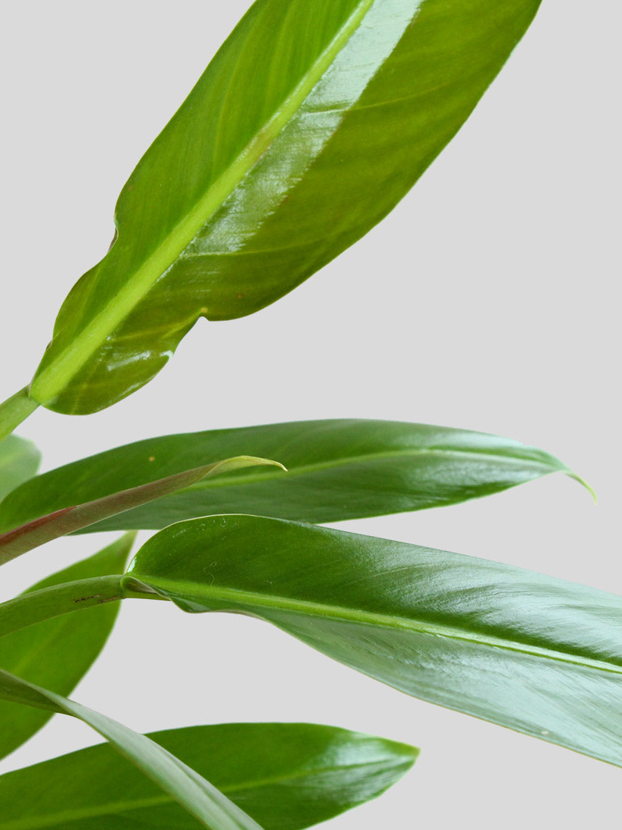 Philodendron Wendlandii (Large)