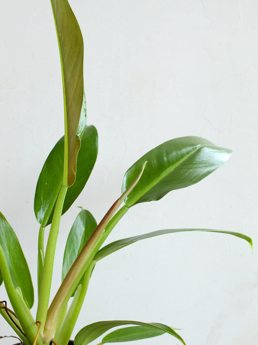 Philodendron Wendlandii (Large)