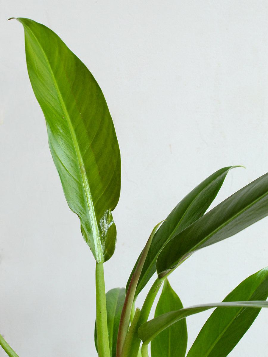 Philodendron Wendlandii (Large)