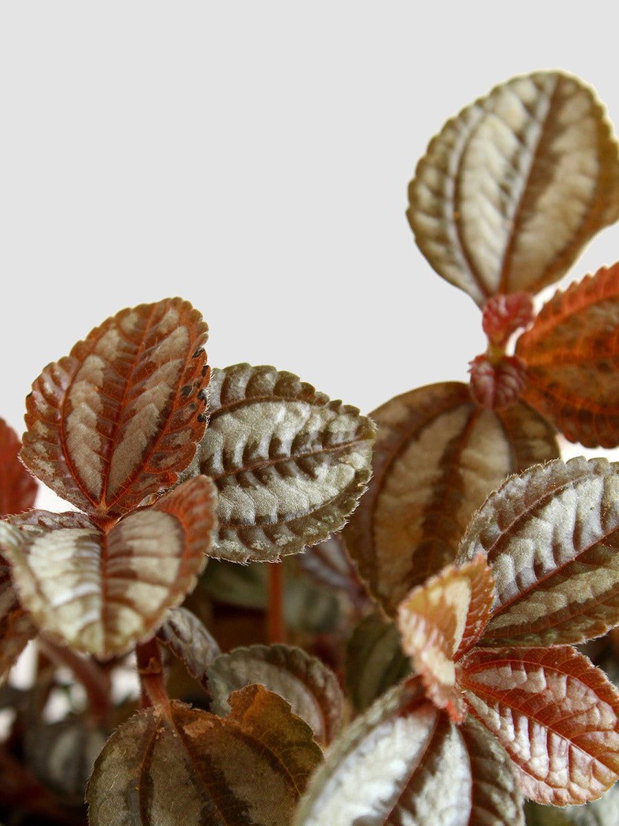 Pilea Friendship (Medium)