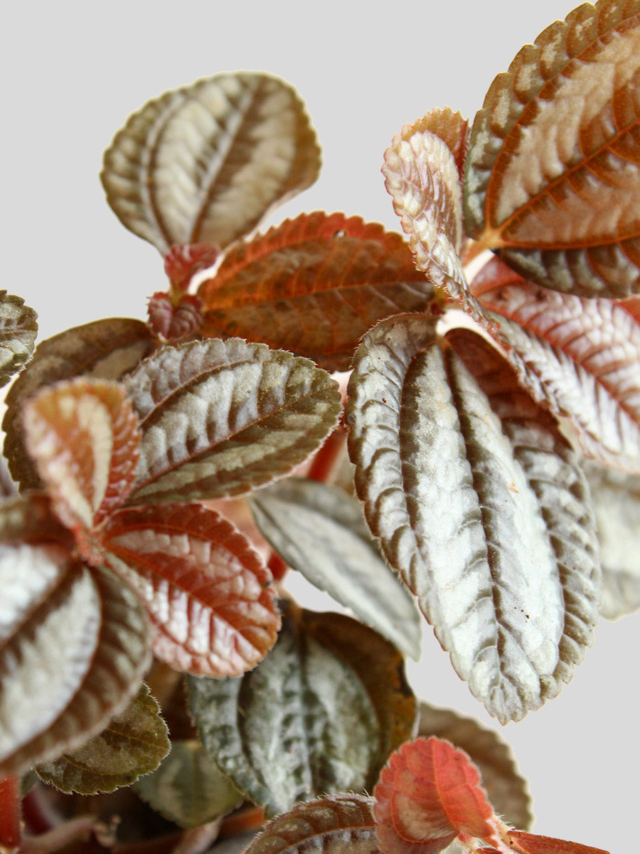 Pilea Friendship (Small)