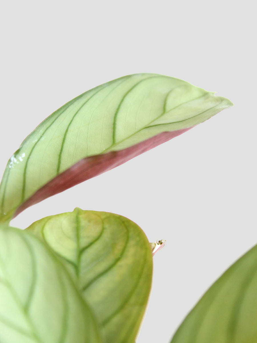 Calathea Prayer (Small)