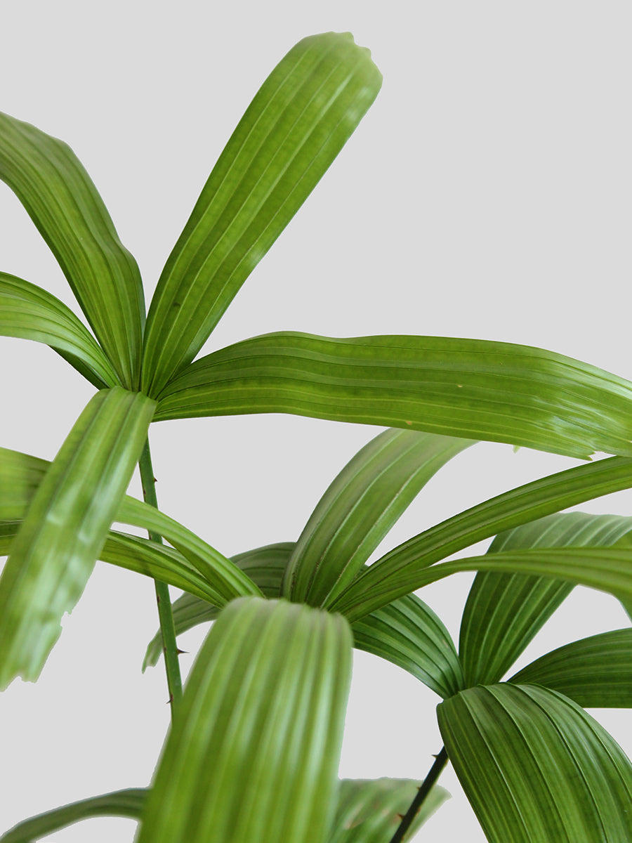 Rhapis Palm (Large)