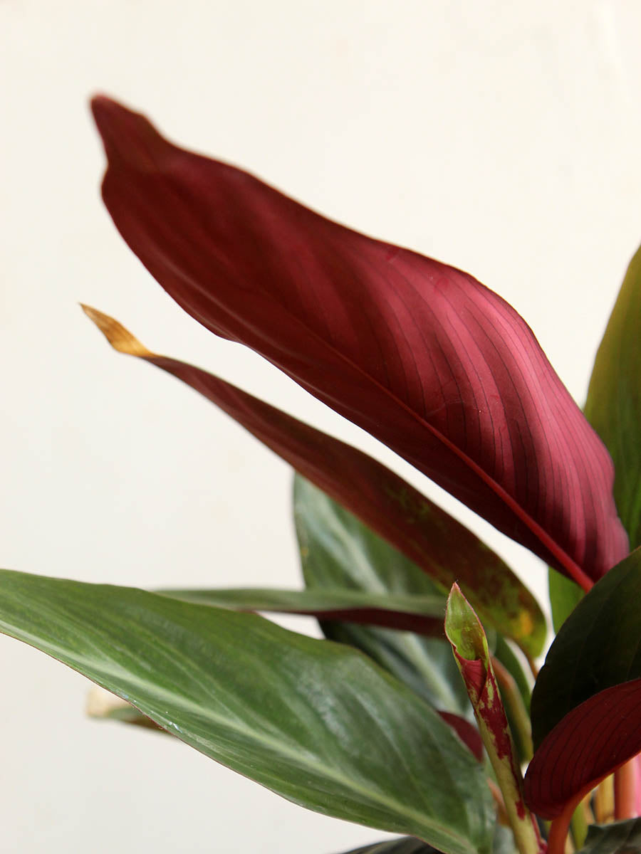 Stromanthe Sanguinea (Large)
