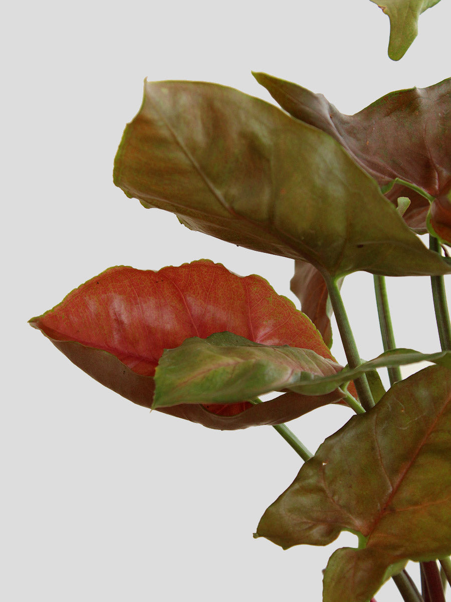 Syngonium Bronze (Medium)