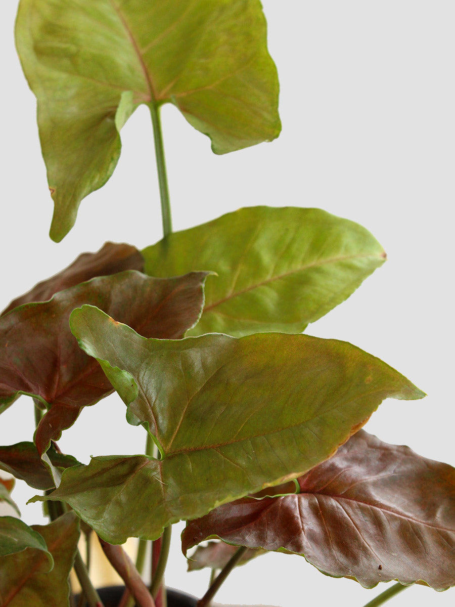 Syngonium Bronze (Medium)