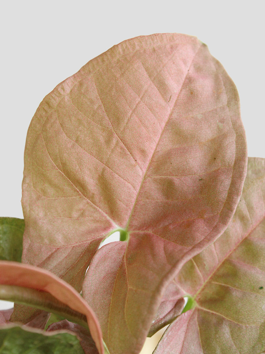 Syngonium Neon Robusta (Small)