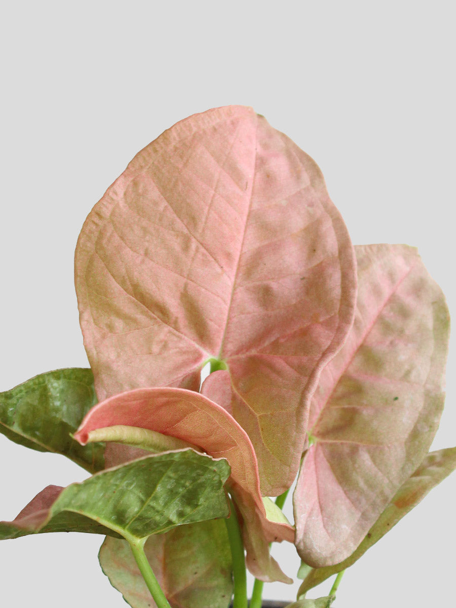 Pink Picture Duo