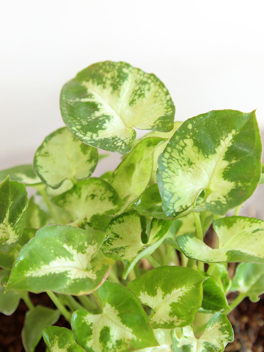 Syngonium Pixie (Small)