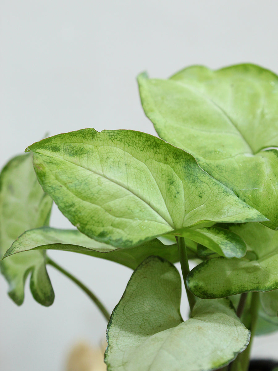 Syngonium Silver Pearl (Small)