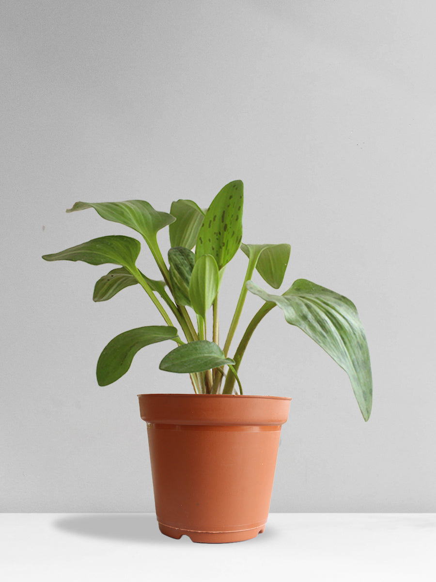 African Hosta (Large)