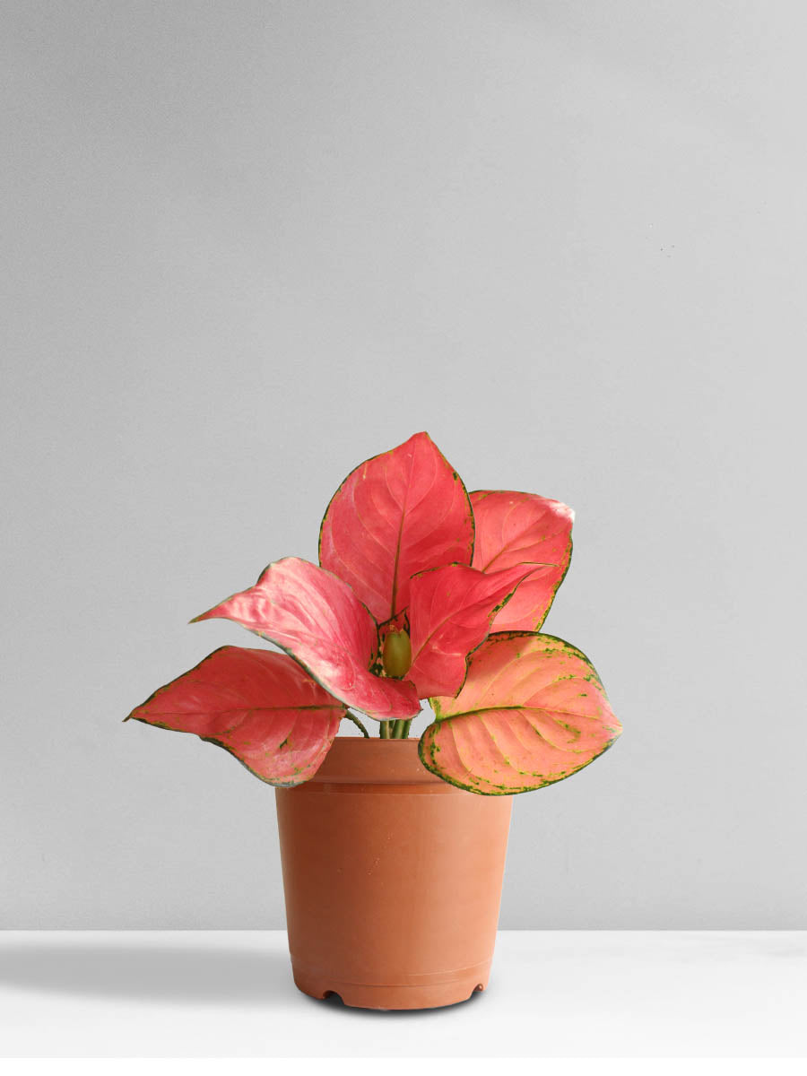 Aglaonema Red Anjamani (Medium)