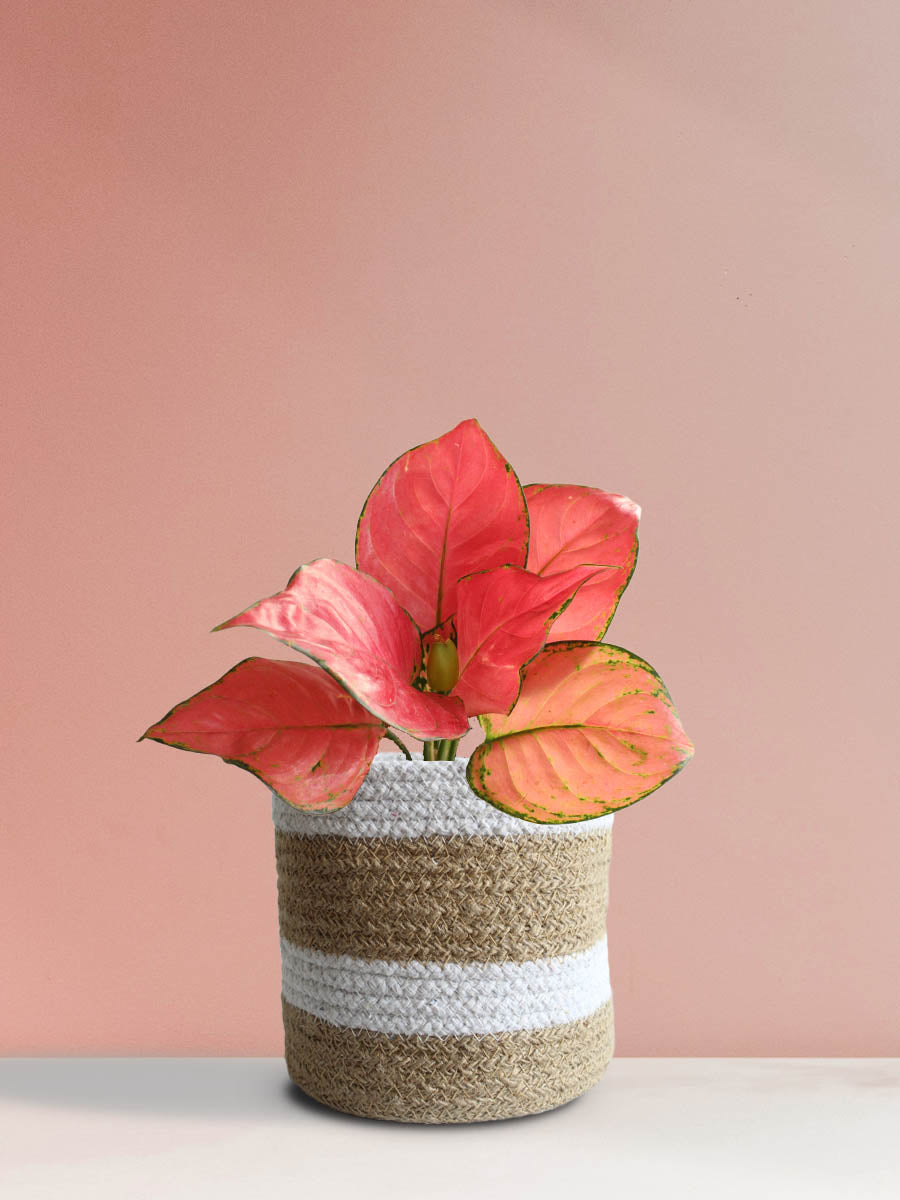 Buy medium plant Aglaonema red anjamani in high quality brown stripe jute planter in india