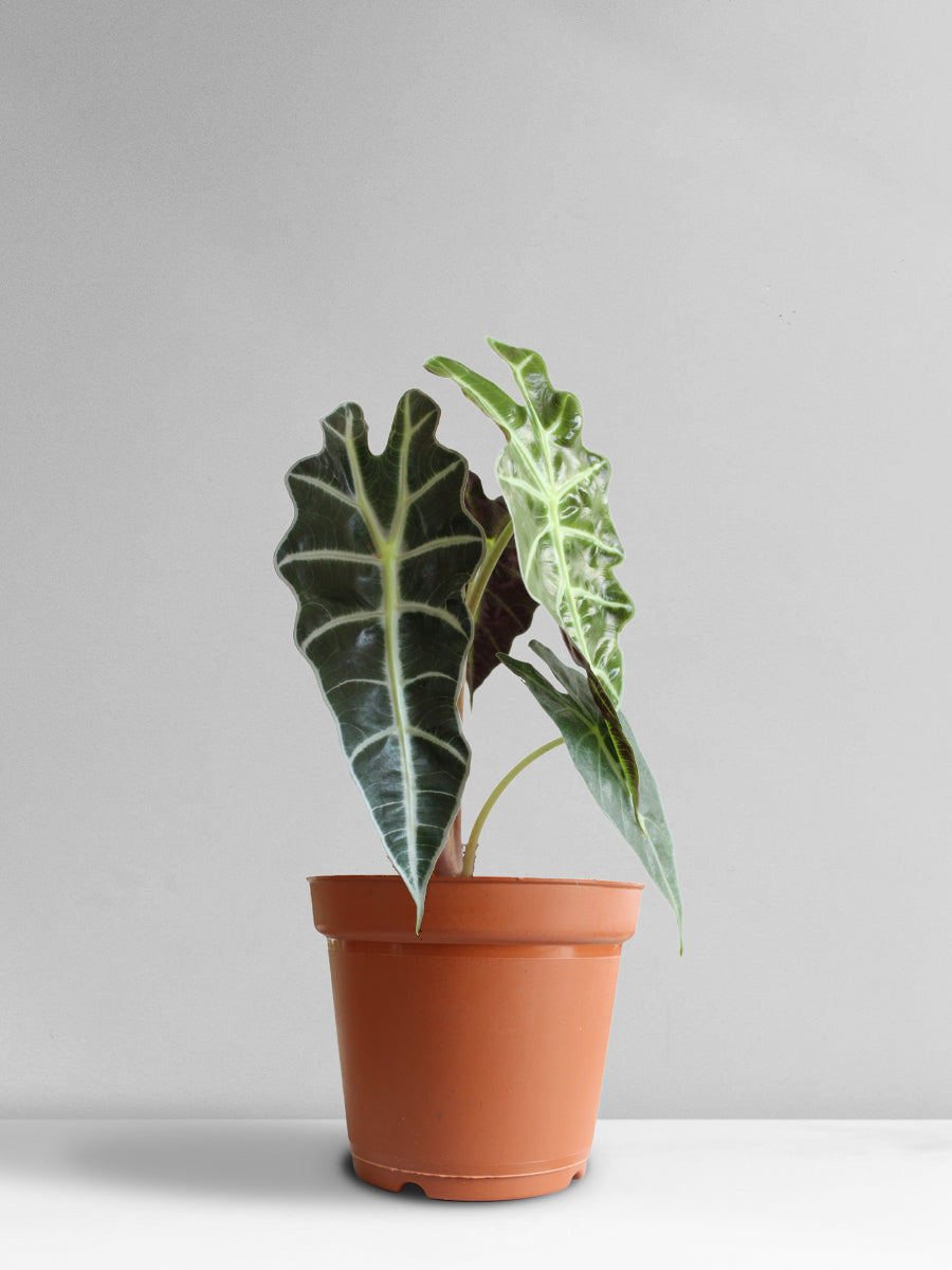 Alocasia Amazonica (Large)