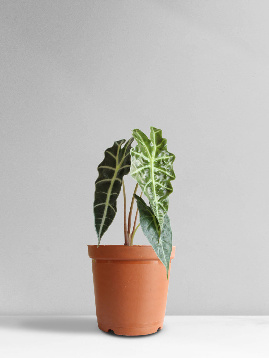 Alocasia Amazonica (Medium)