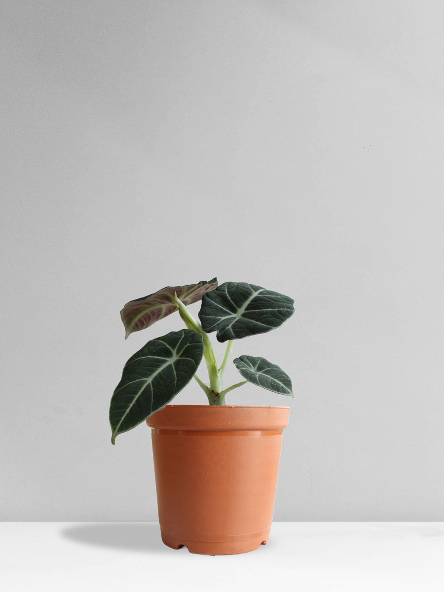Alocasia Black Velvet (Medium)